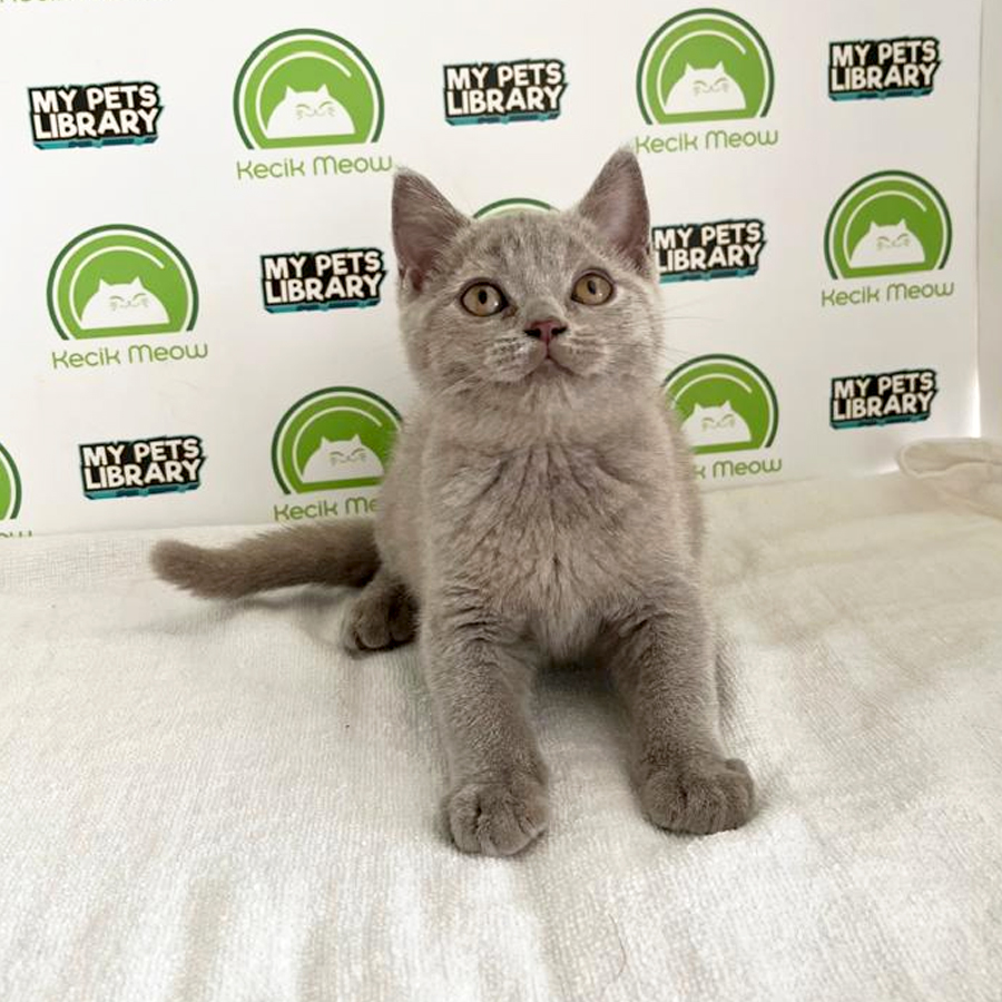 British Shorthair Kitten