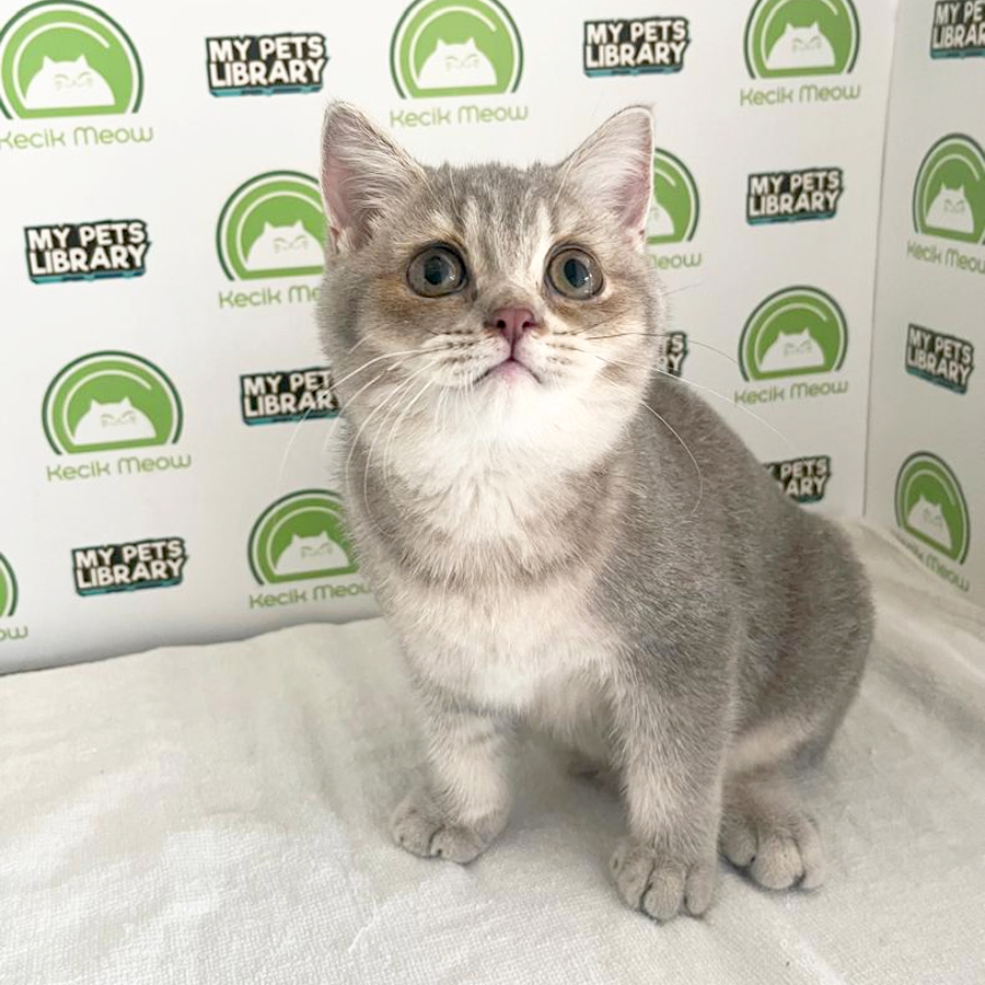 British Shorthair Kitten