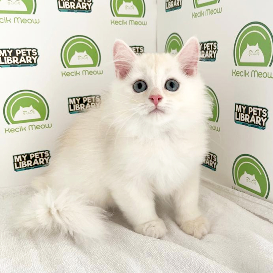 British Longhair Kitten