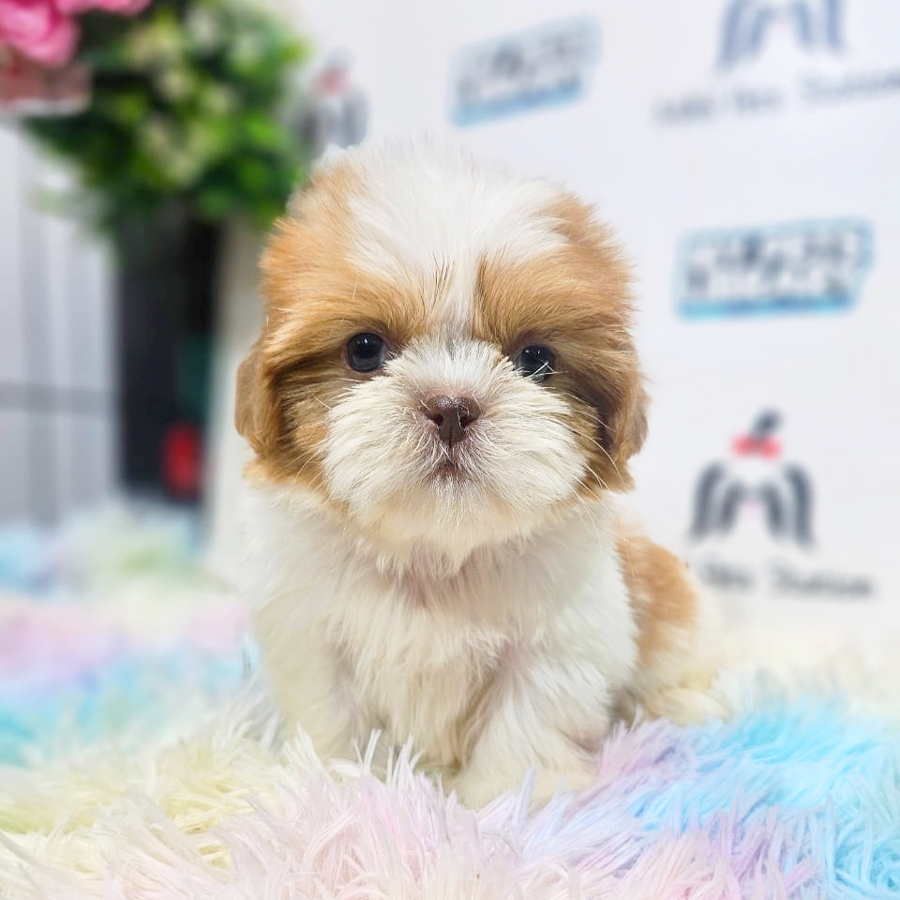 Shih Tzu Puppy