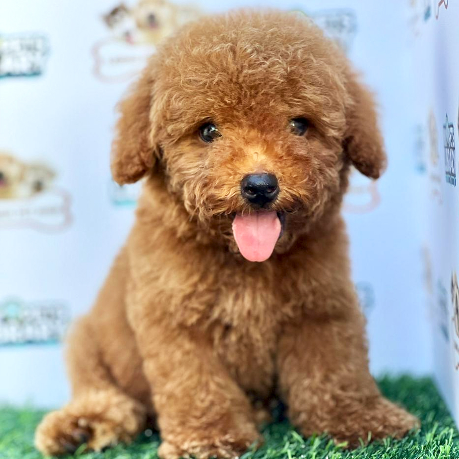 Toy Poodle Puppy