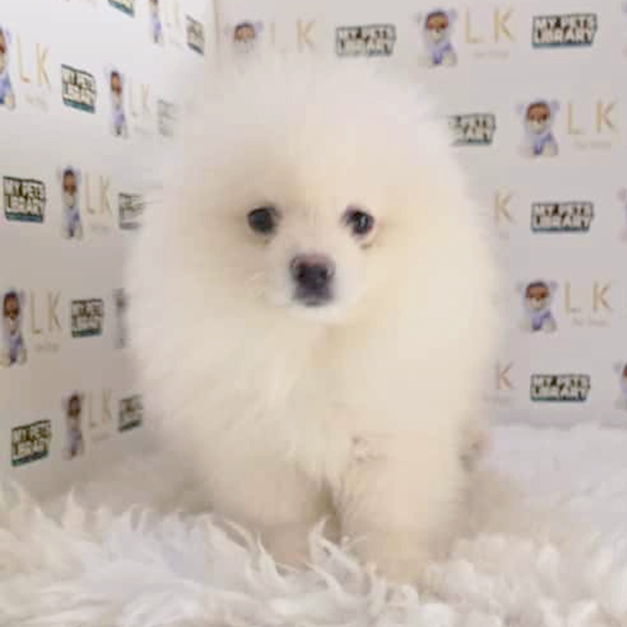 Pomeranian Puppy