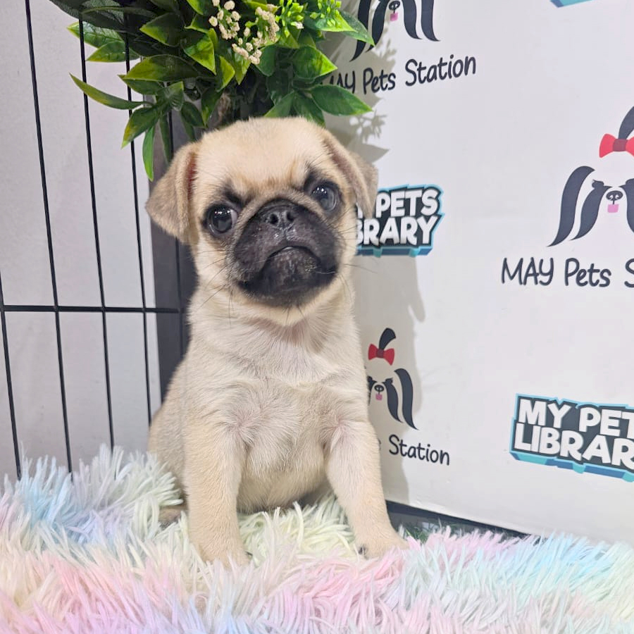 Pug Puppy