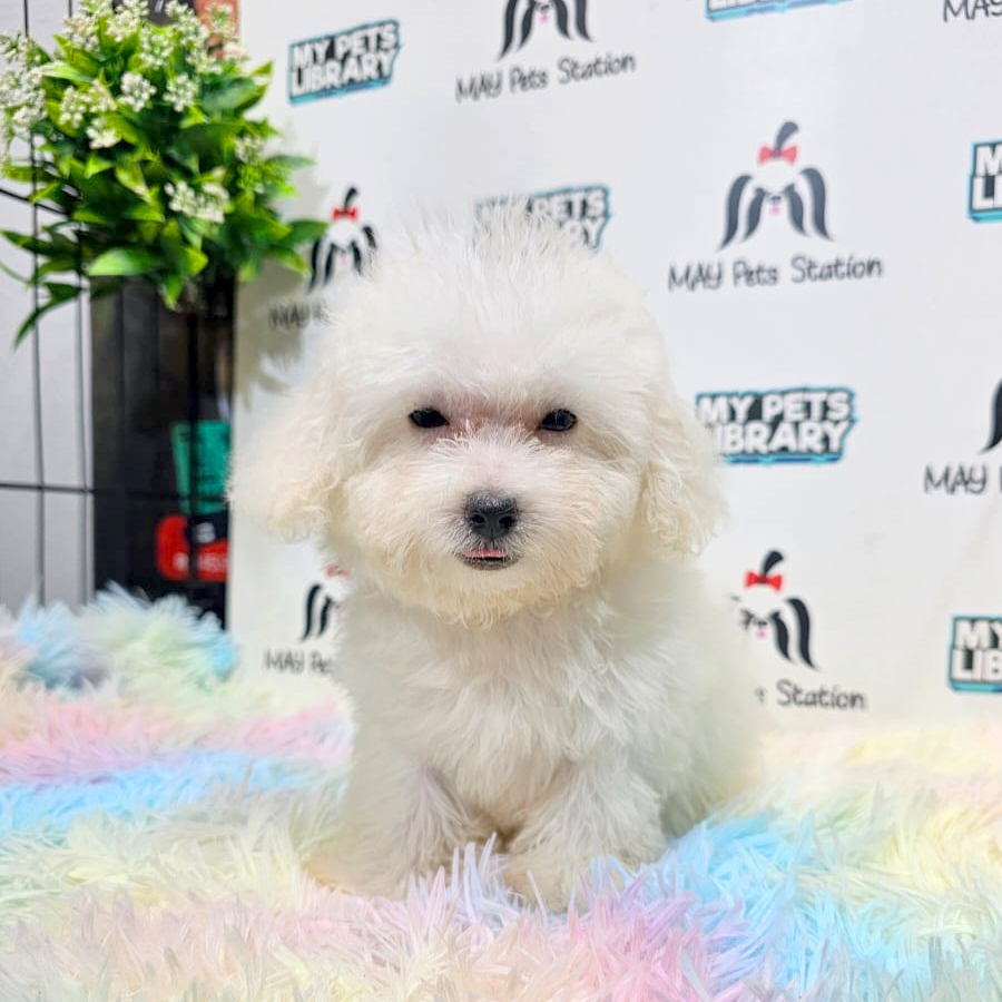 Maltipoo Puppy