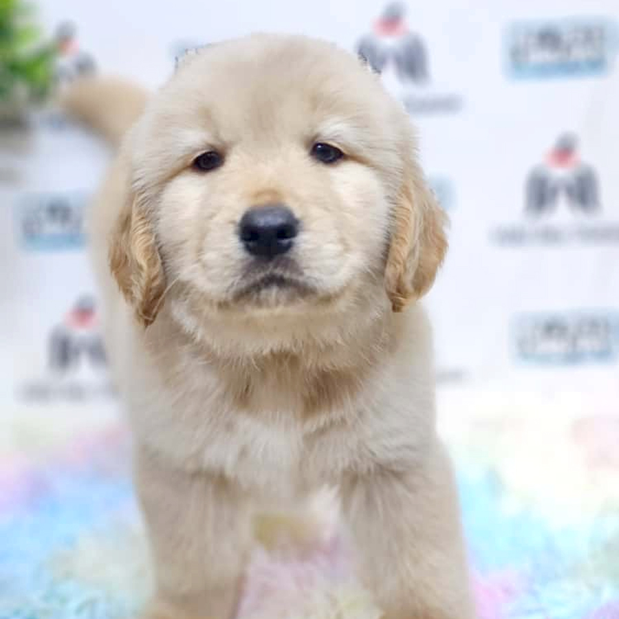 Golden Retriever Puppy
