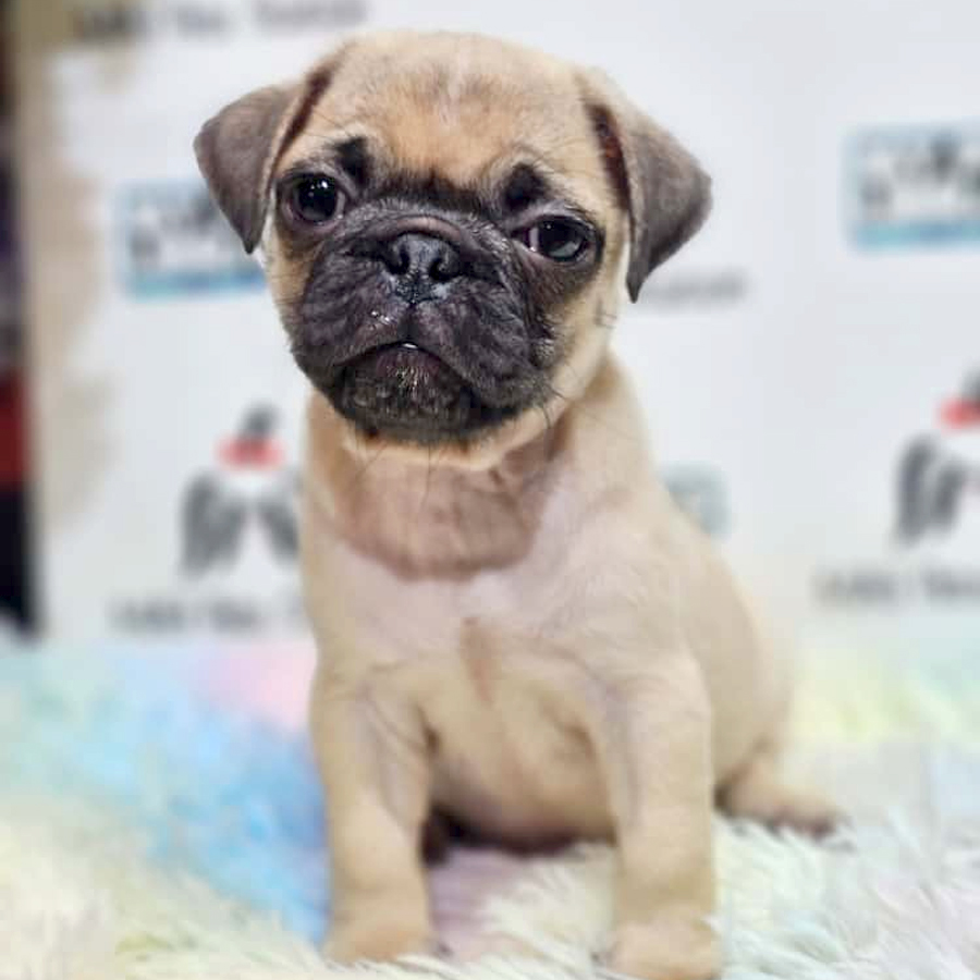 Pug Puppy