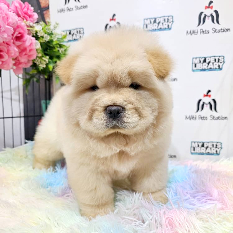 Chow Chow Puppy