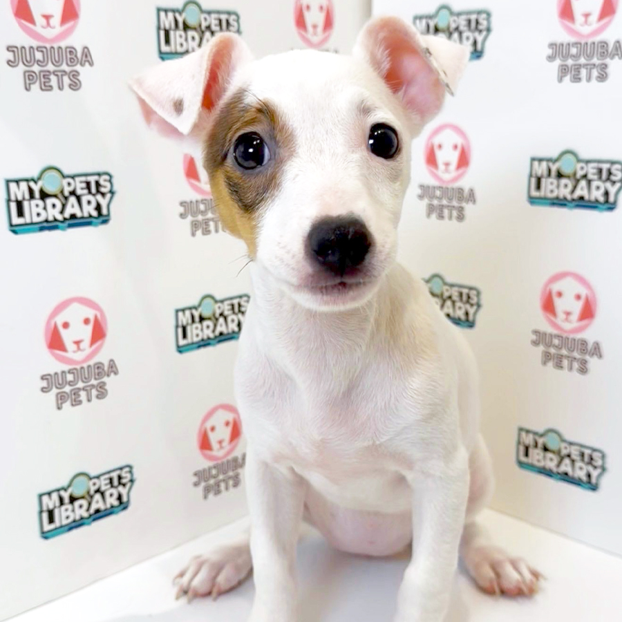 Jack Russell Puppy