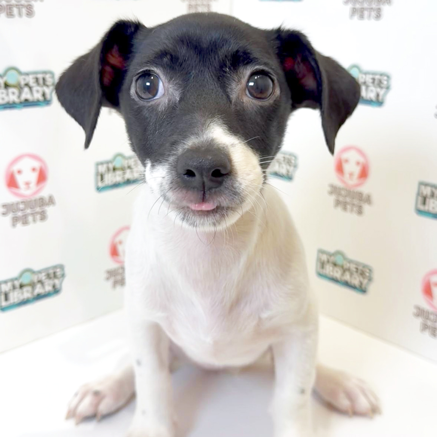 Jack Russell Puppy
