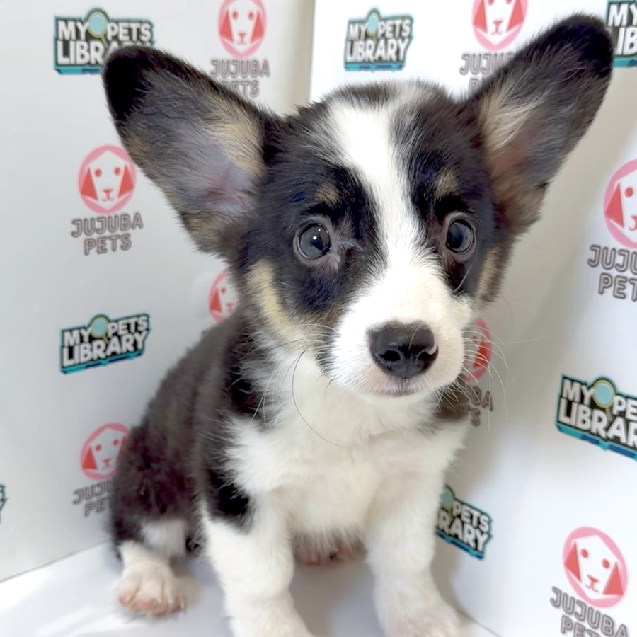 Welsh Corgi Puppy