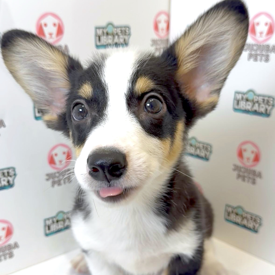Welsh Corgi Puppy