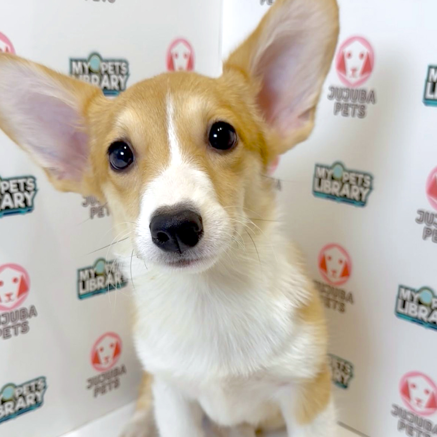 Welsh Corgi Puppy