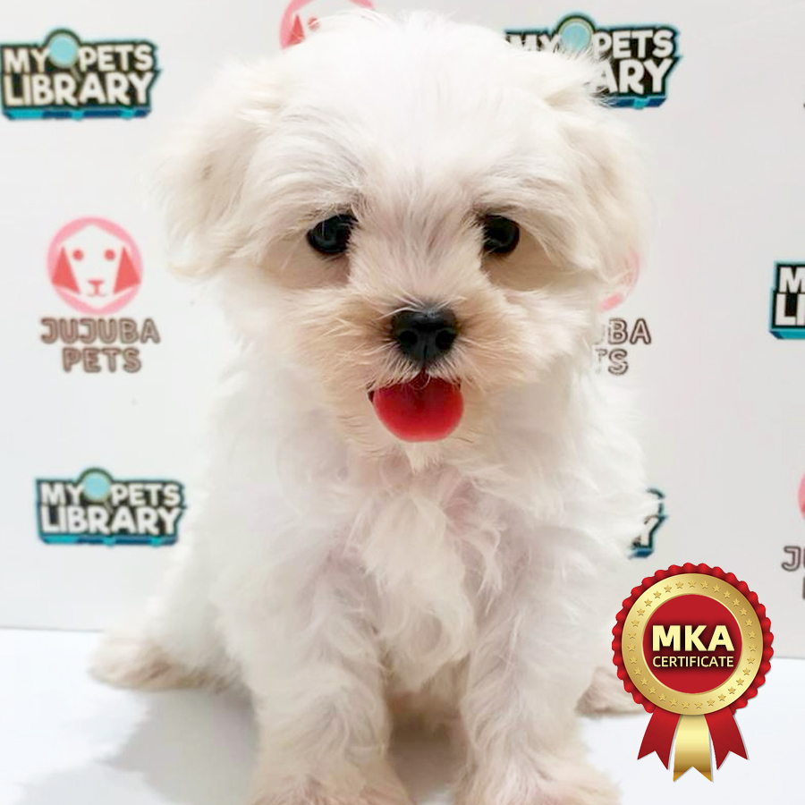 MKA Maltese Puppy