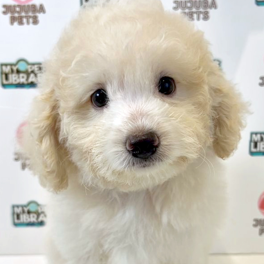 Toy Poodle Puppy