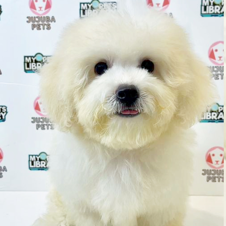 Toy Poodle Puppy