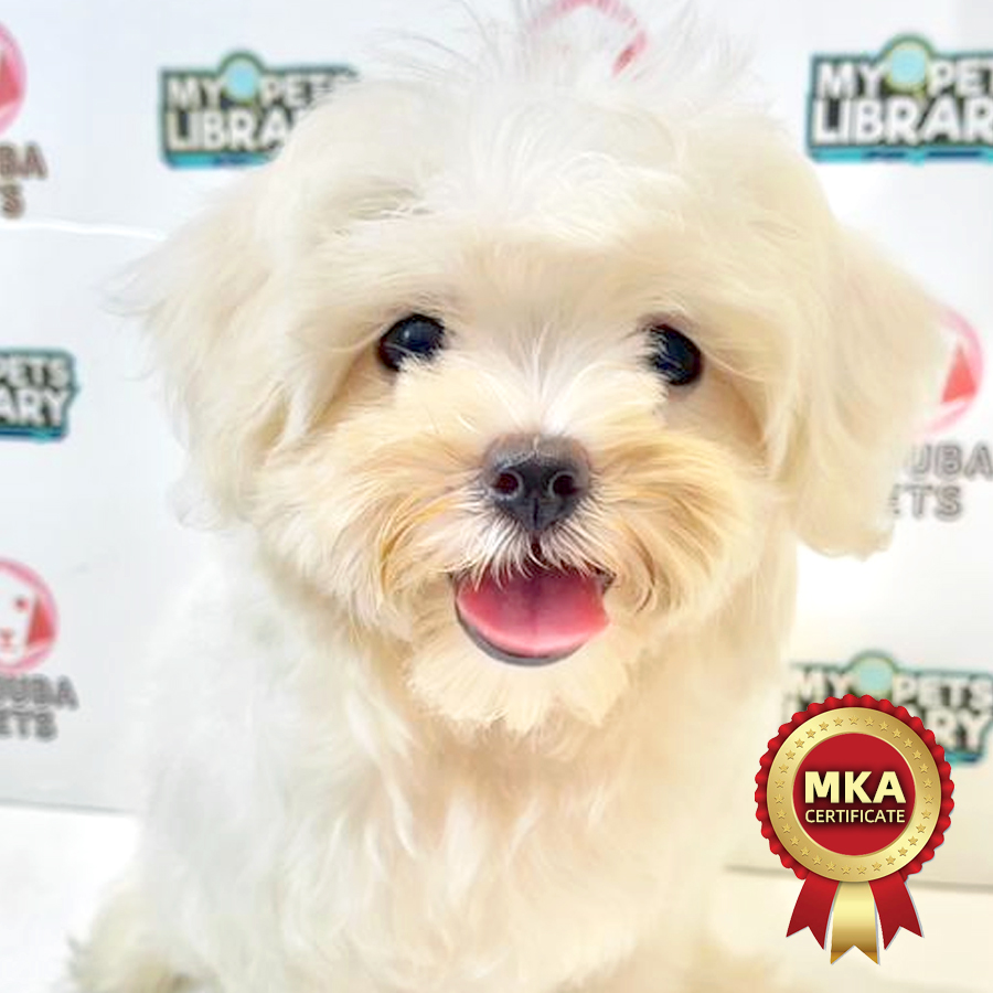 MKA Maltese Puppy