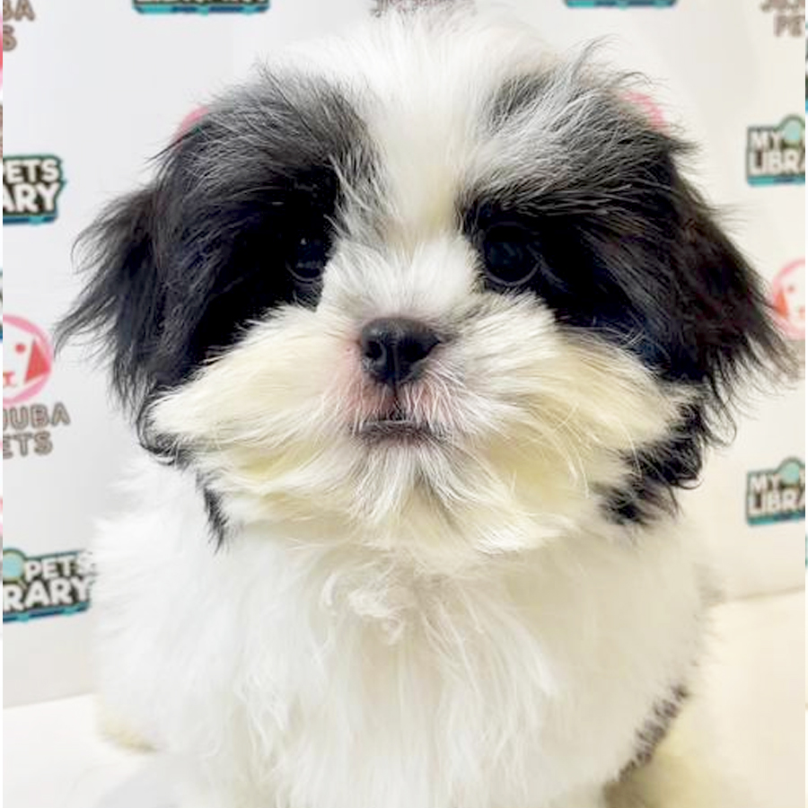 Shih Tzu Puppy