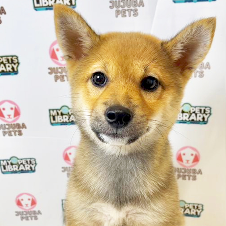 Mame Inu Puppy