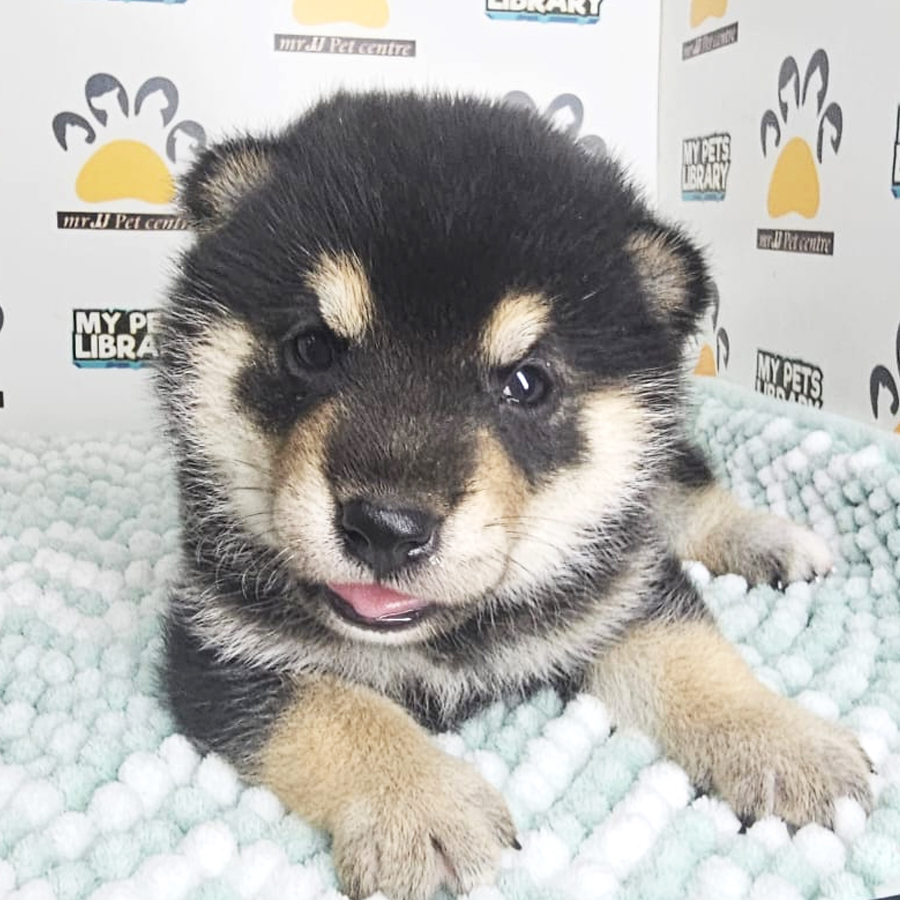 Mame Shiba Inu Puppy