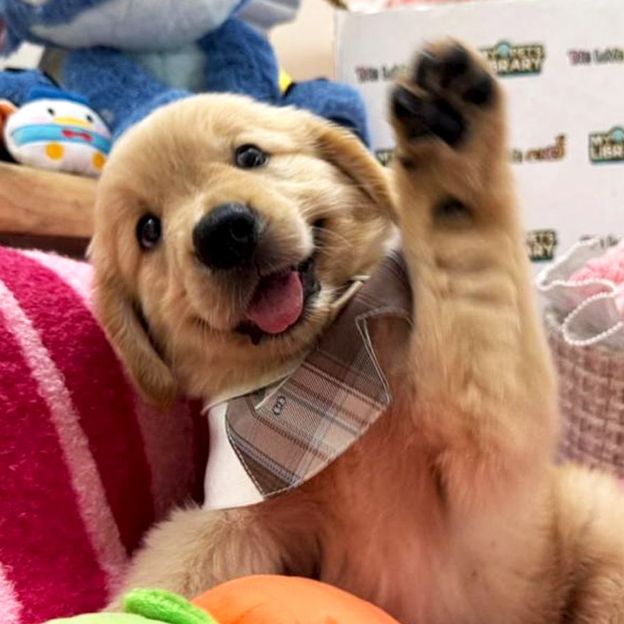 Golden Retriever Puppy