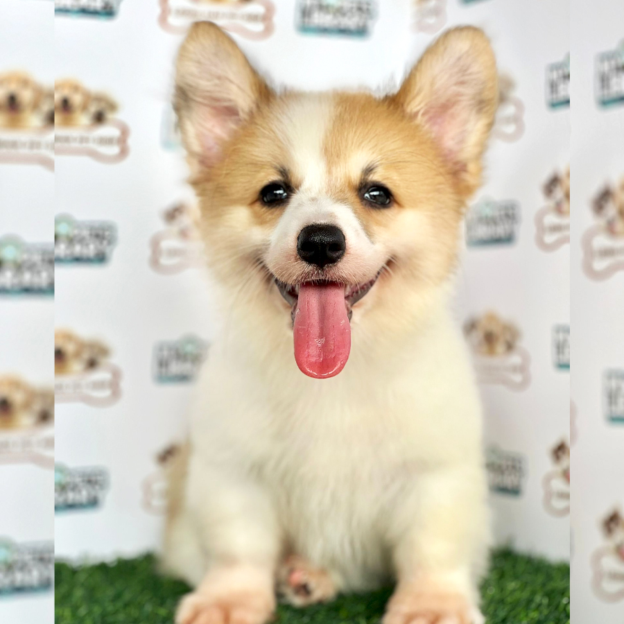 Welsh Corgi Puppy