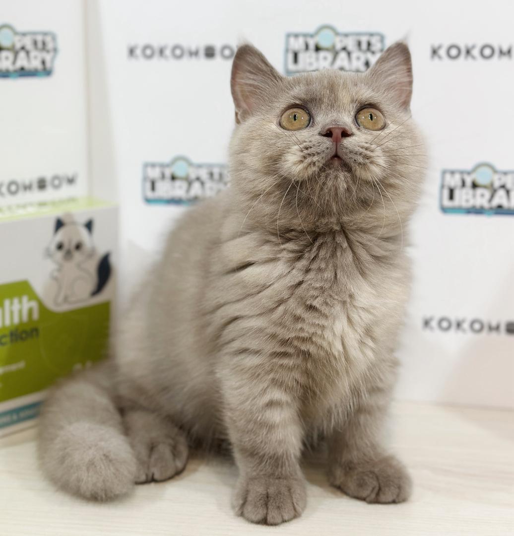 Super Short Munchkin British Shorthair Kitten
