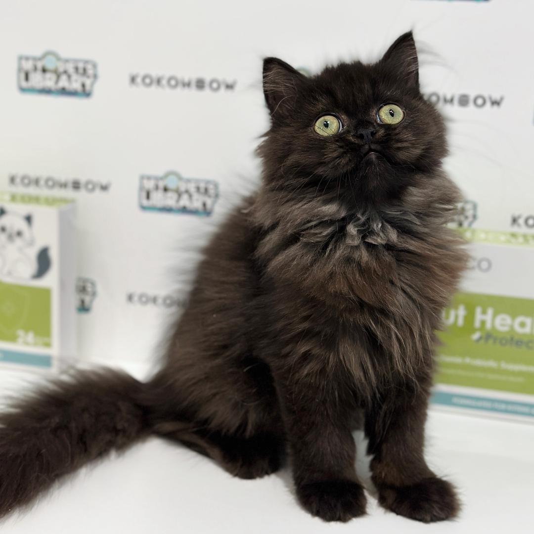 British Longhair Kitten