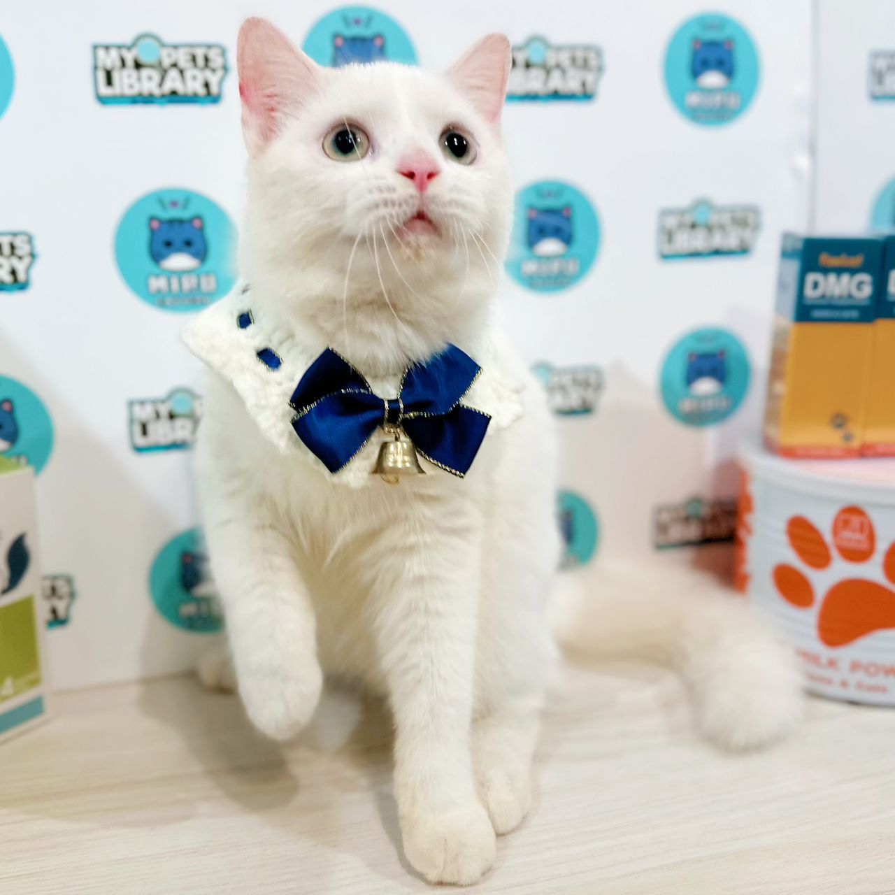 British Shorthair Kitten