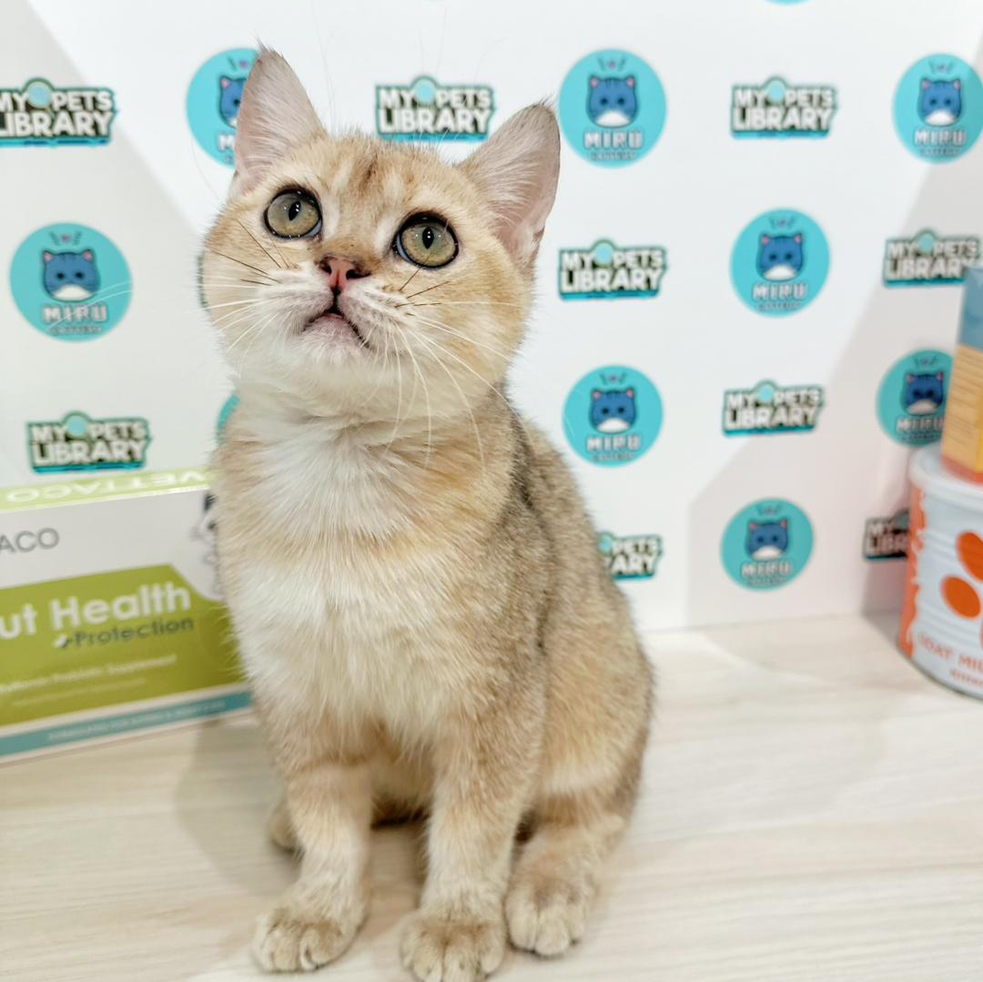 British Shorthair Kitten