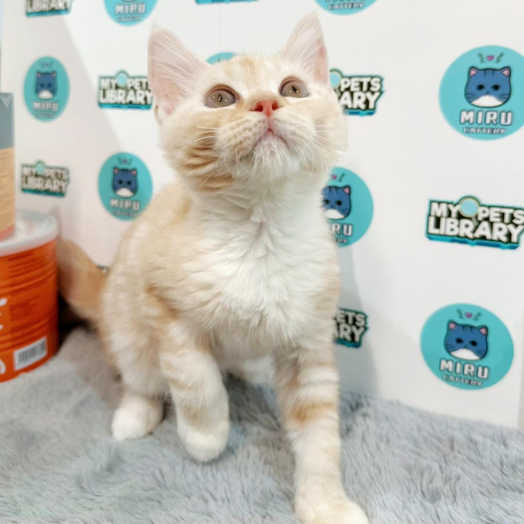Maine Coon British Shorthair Kitten