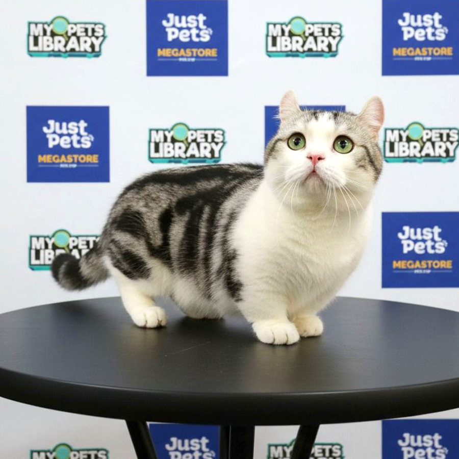 Munchkin Kitten