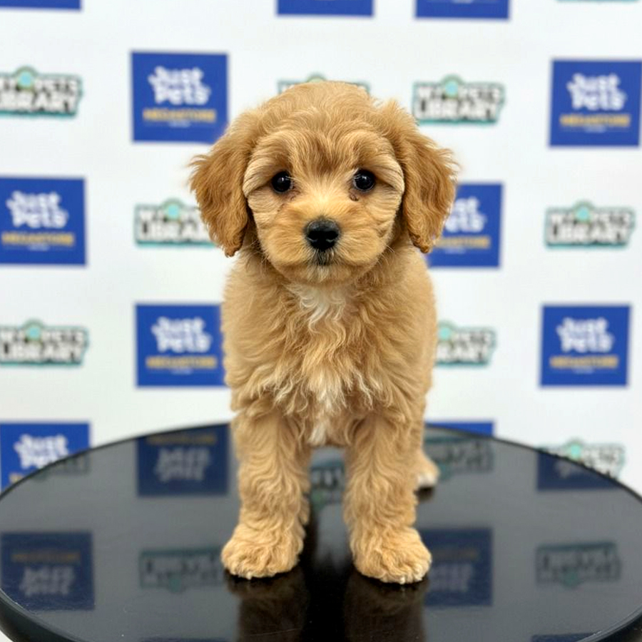Toy Poodle PuppyToy Poodle Puppy