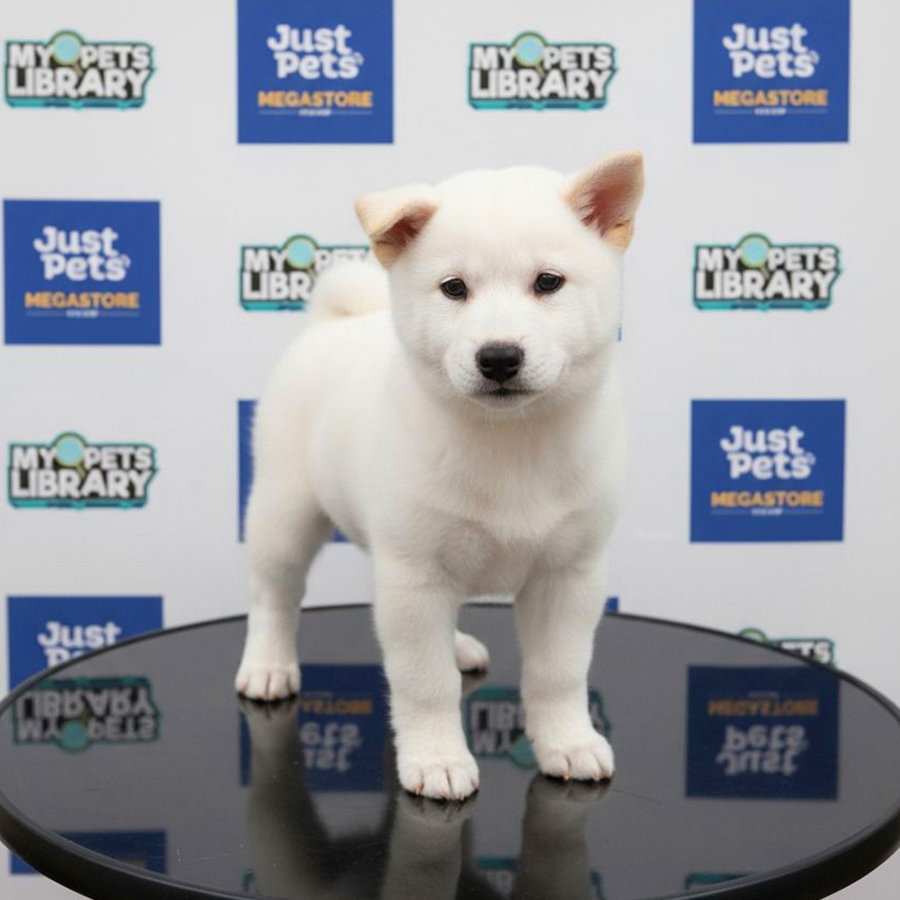 Shiba Inu Puppy