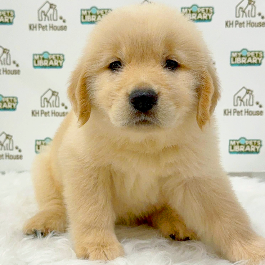 Golden Retriever Puppy