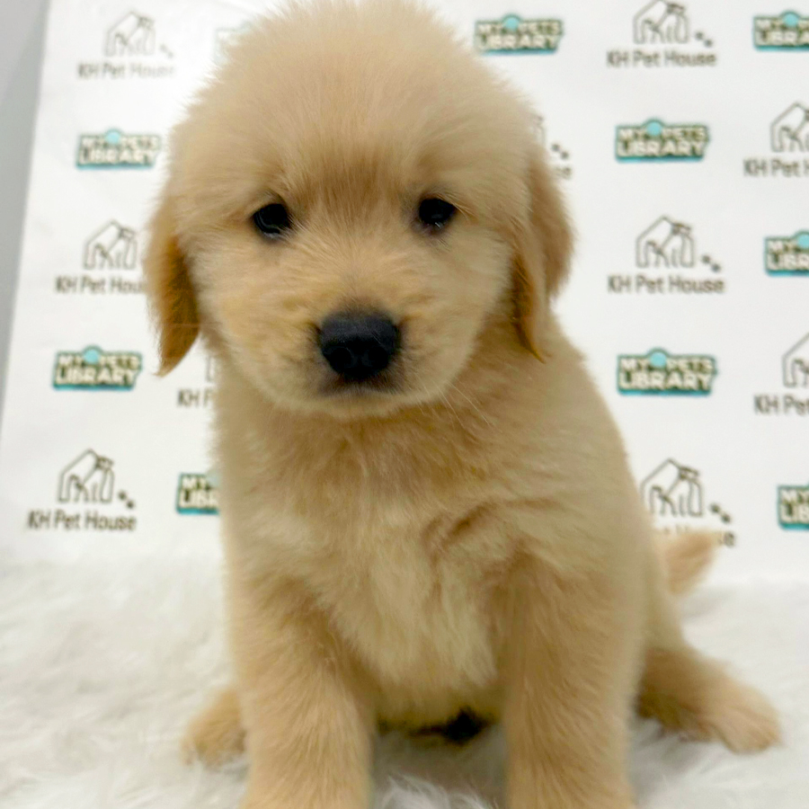 Golden Retriever Puppy