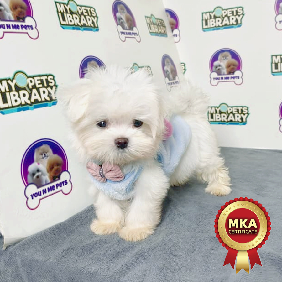 MKA Maltese Puppy