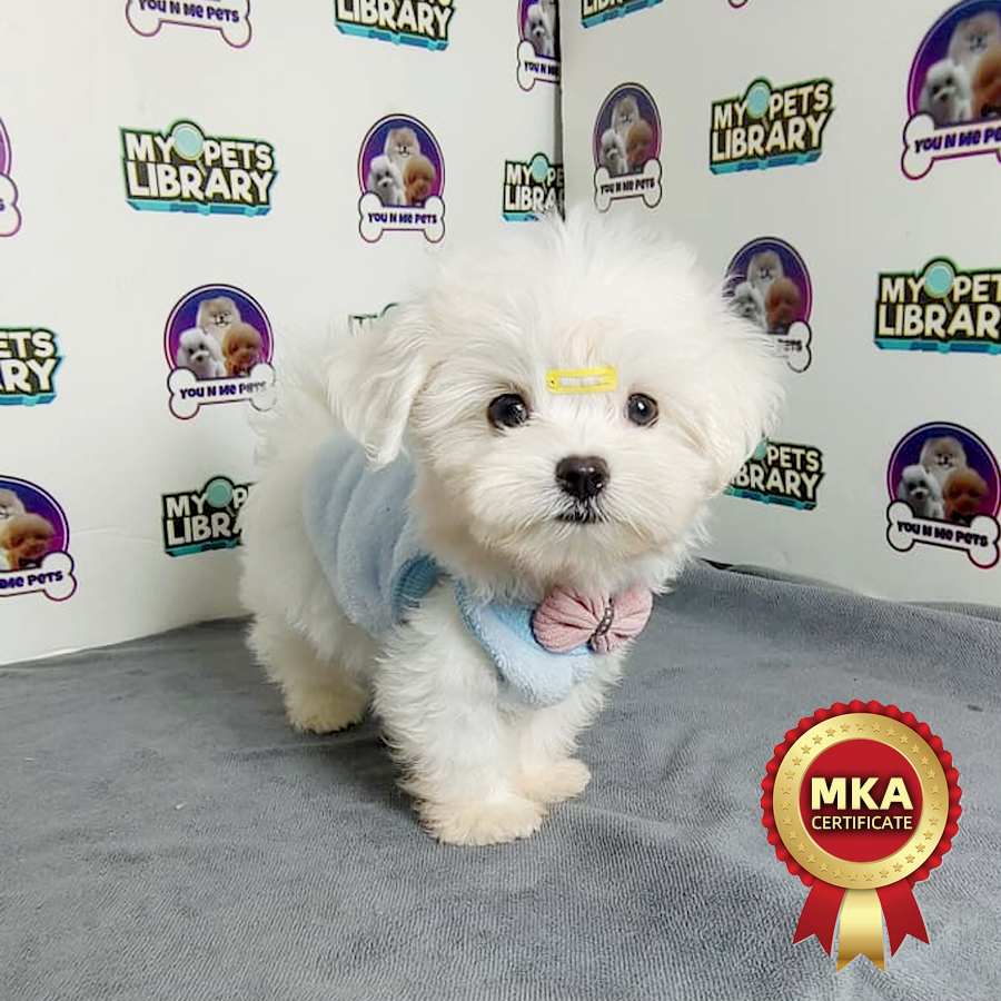 MKA Maltese Puppy