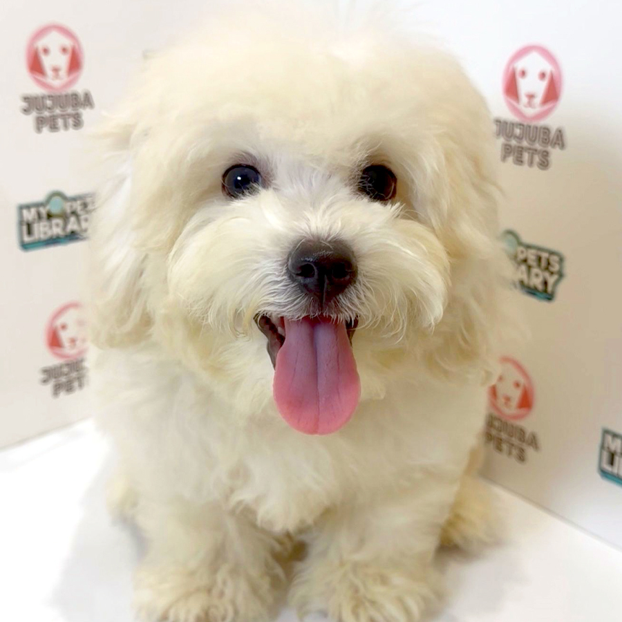 Toy Poodle Puppy