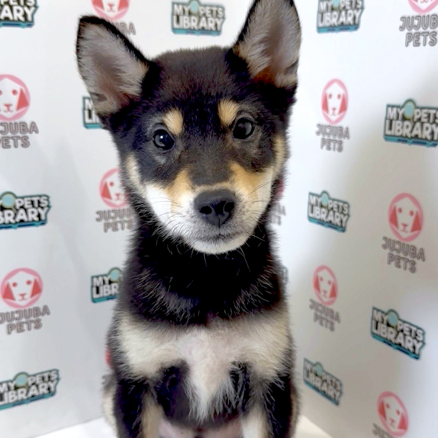 Mame Inu Puppy