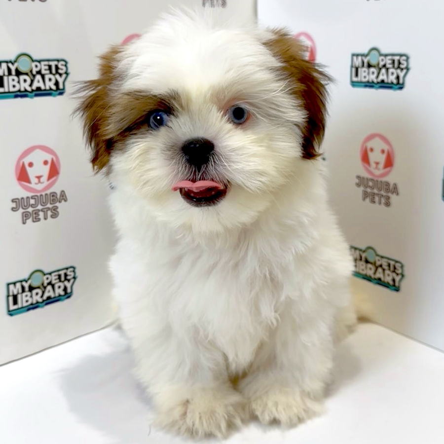 Shih Tzu Puppy