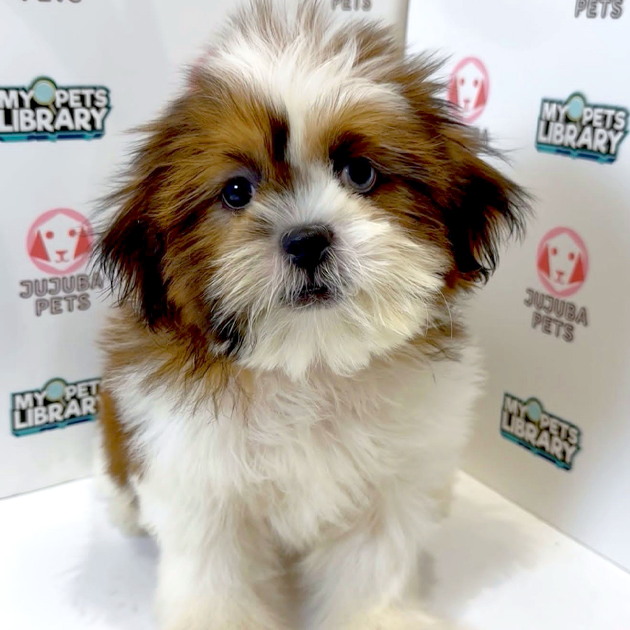Shih Tzu Puppy