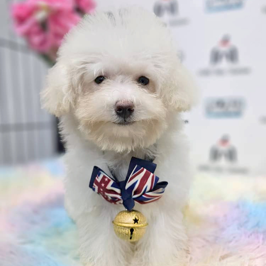 Maltipoo Puppy