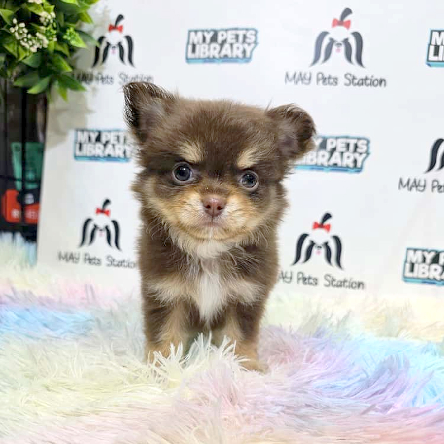 Long Coat Chihuahua Puppy