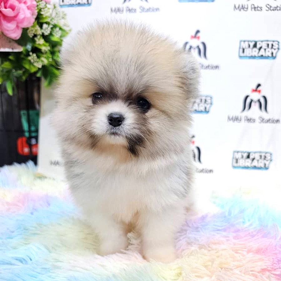 Pomeranian Puppy