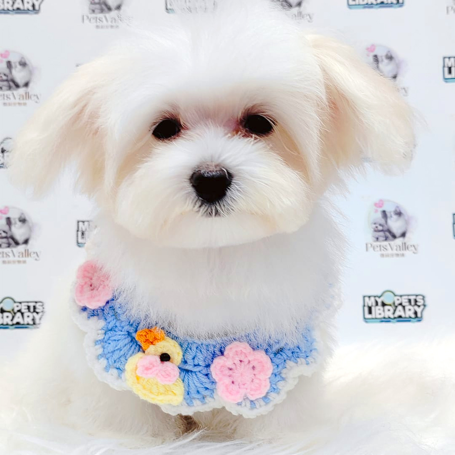 Maltese Puppy