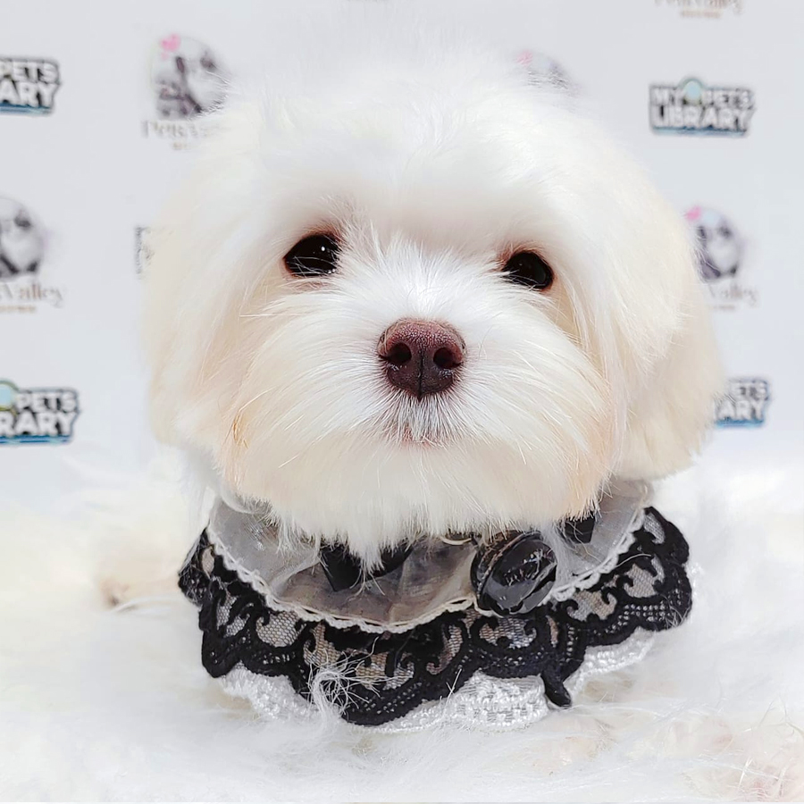 Maltese Puppy