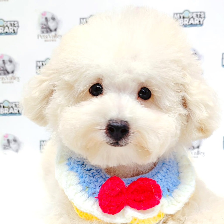 Toy Poodle Puppy