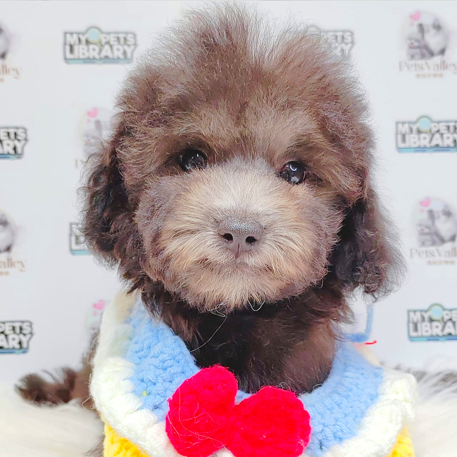 Toy Poodle Puppy