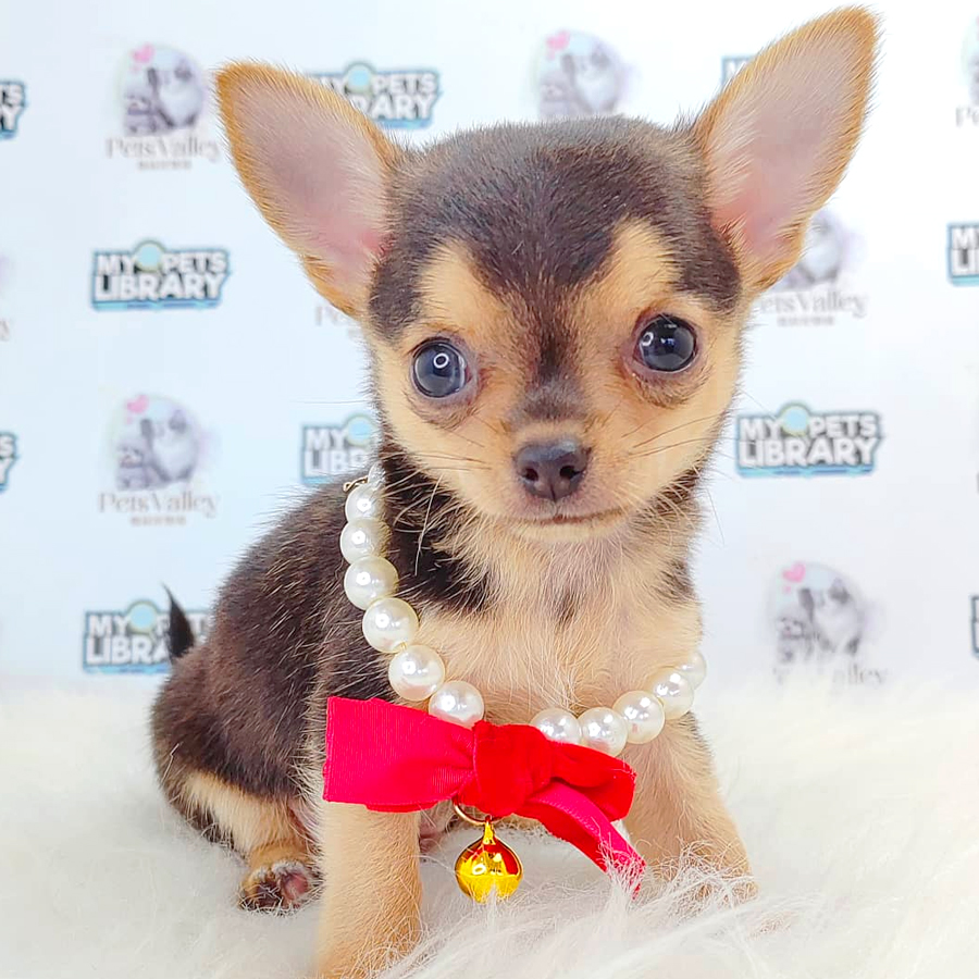 Chihuahua Puppy