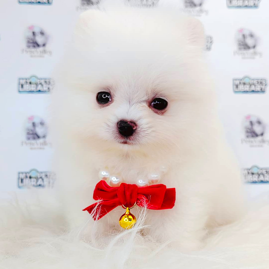 Pomeranian Puppy